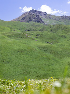 蓝天白云下的一大片鲜花和绿色草地自然风景