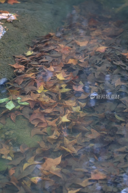 水下的枯萎枫叶一大堆特写