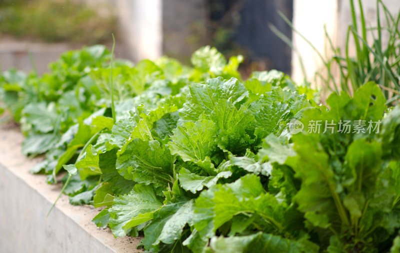 秋天生长茂盛的大白菜