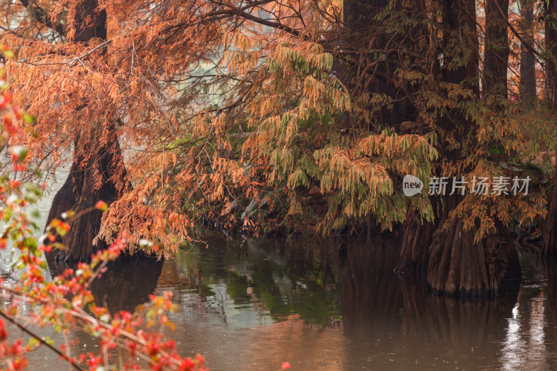 广州华南植物园落羽杉红叶