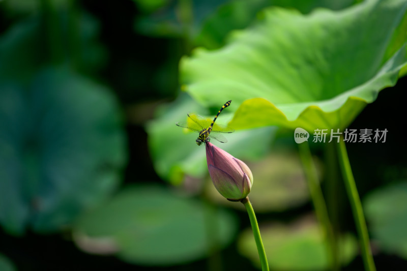 一只蜻蜓落在池塘里的荷花上