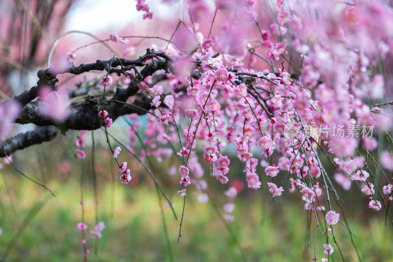 春天梅花龙梅树开花了