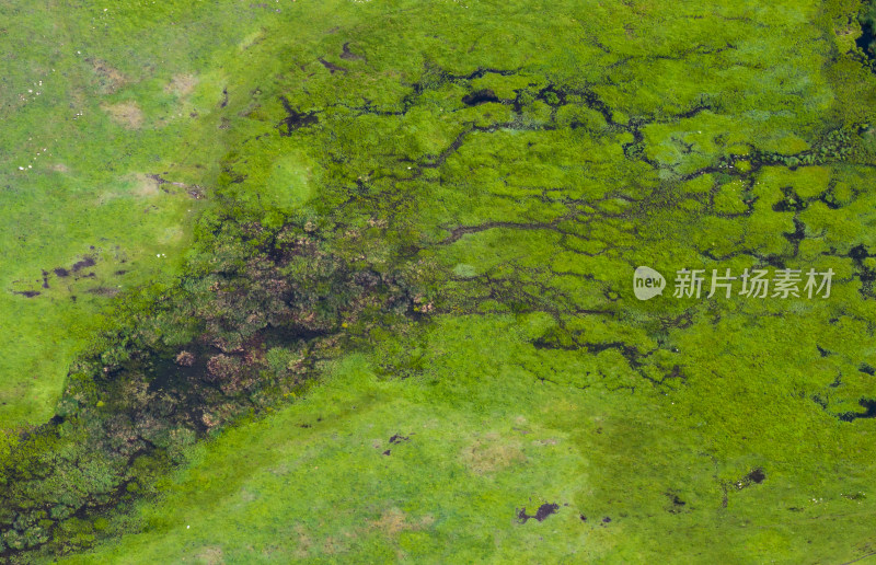 航拍夏天的新疆喀纳斯鸭泽湖湿地风景