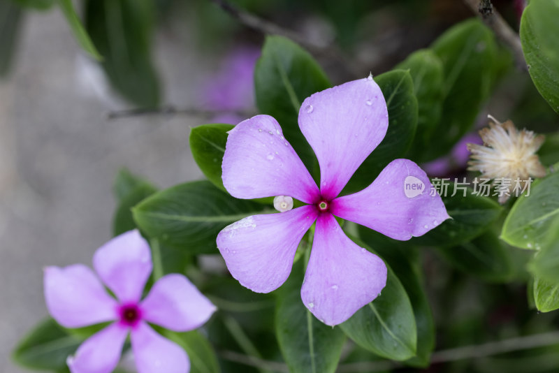 长春花朵特写