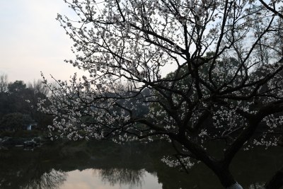 湖边盛开的繁花树木