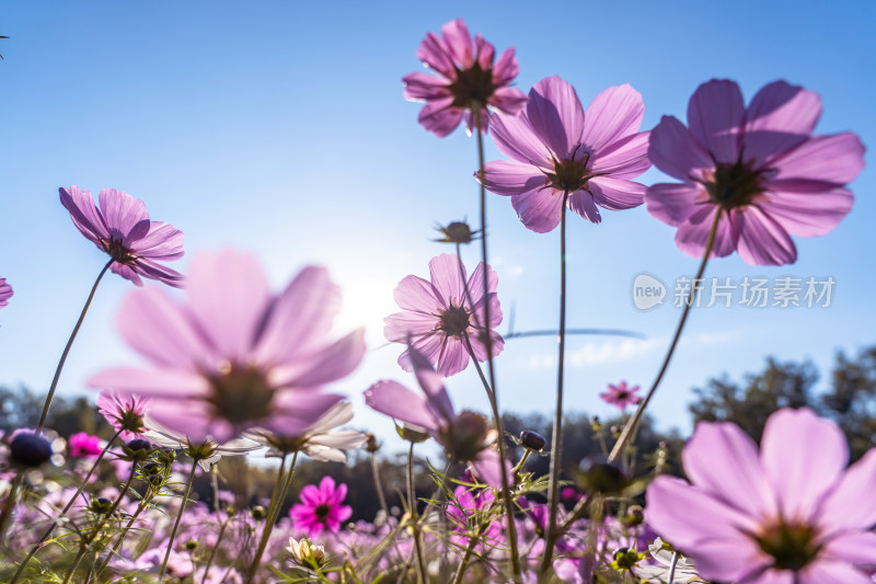 日出格桑花特写