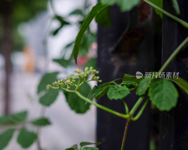 植物特写