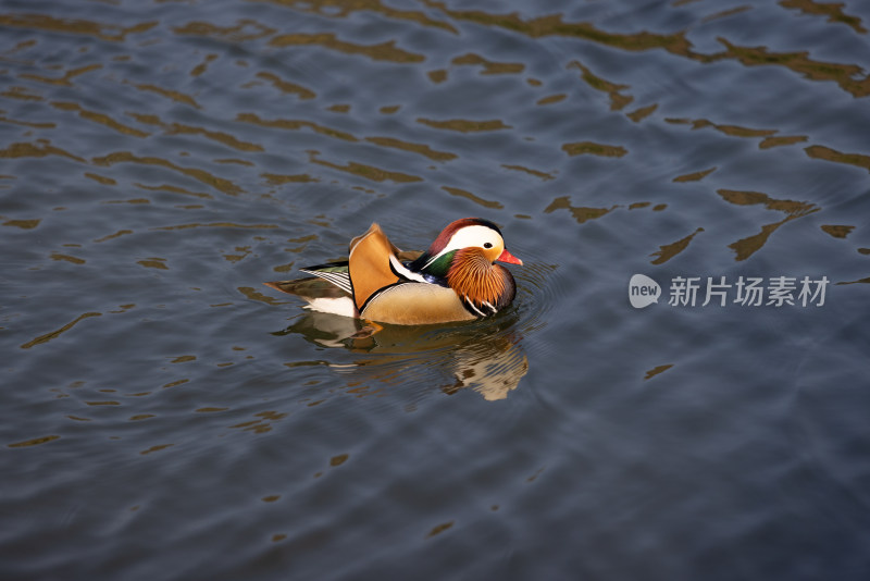 一只在湖里的鸳鸯