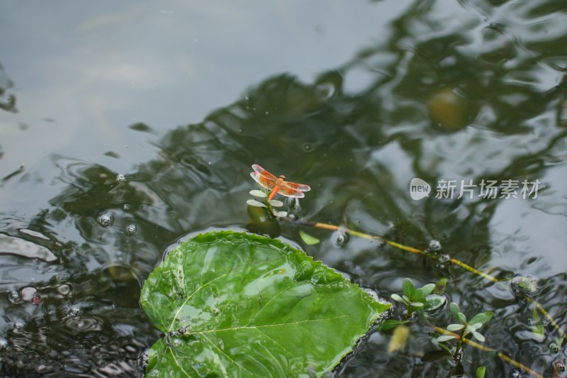 湖上的蜻蜓