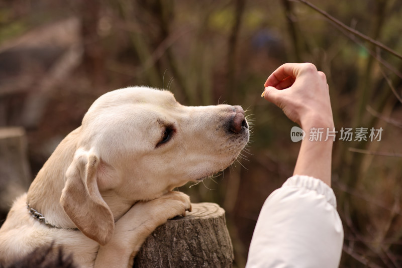 宠物主人给拉布拉多寻回犬喂食嬉戏