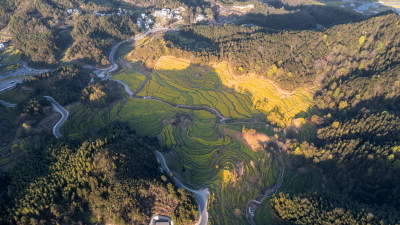 安徽黄山灵山村油菜花海