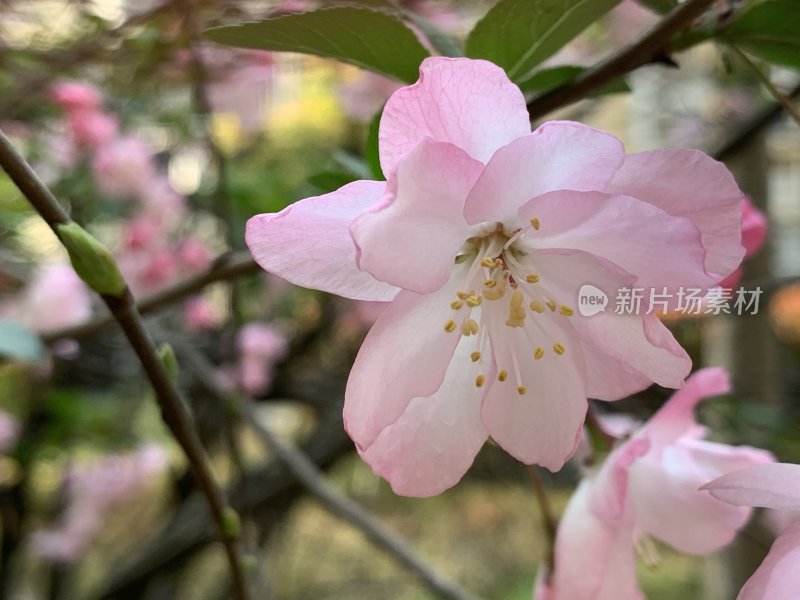 春天海棠花特写