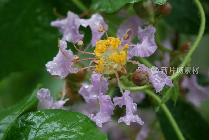 紫薇花特写