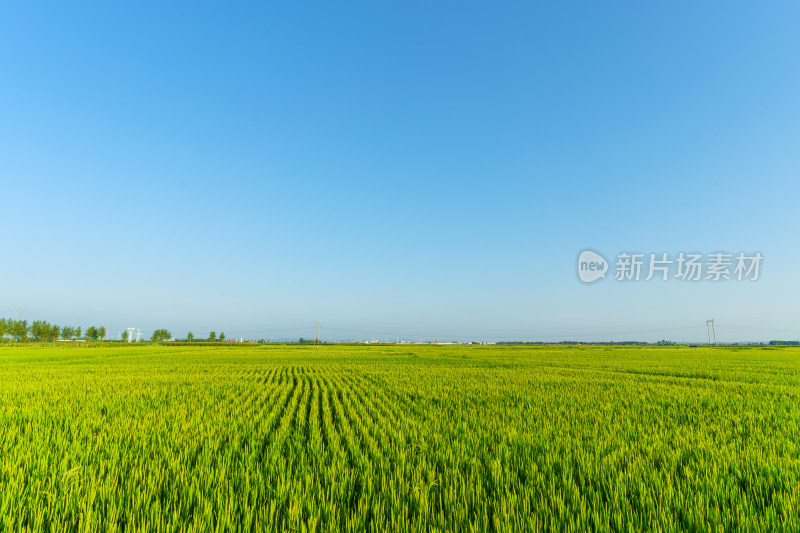 中国东北八月份大面积种植的水稻