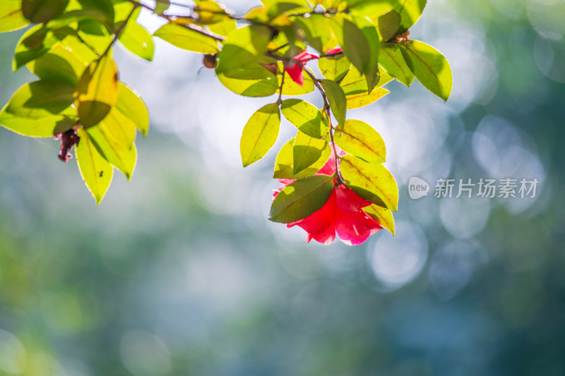 娇艳红色山茶花