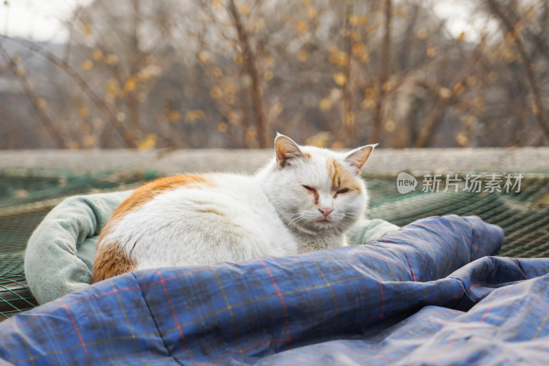 流浪猫在院子休息