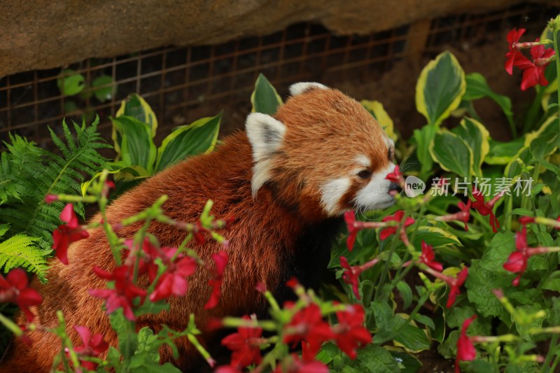 野生动物小熊猫