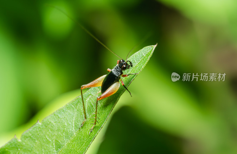 树叶上的姬蟋特写镜头