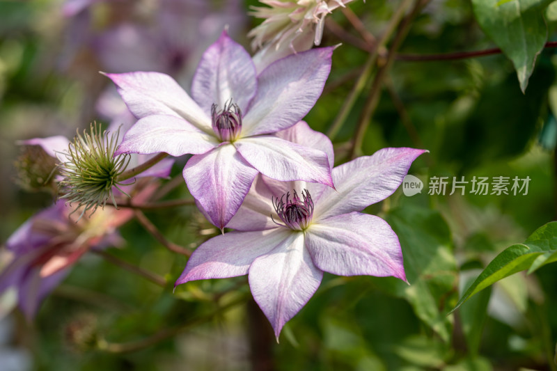 多种品种的铁线莲开花