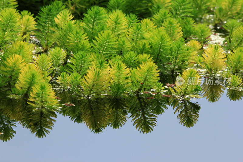 春天净水植物狐尾藻绿色背景