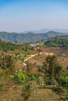 中华普洱茶博览园茶山风光