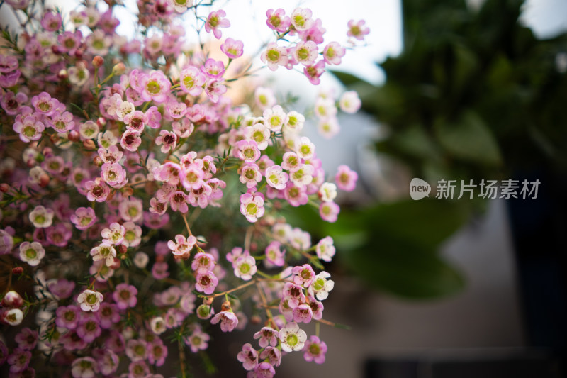 家居鲜花装饰