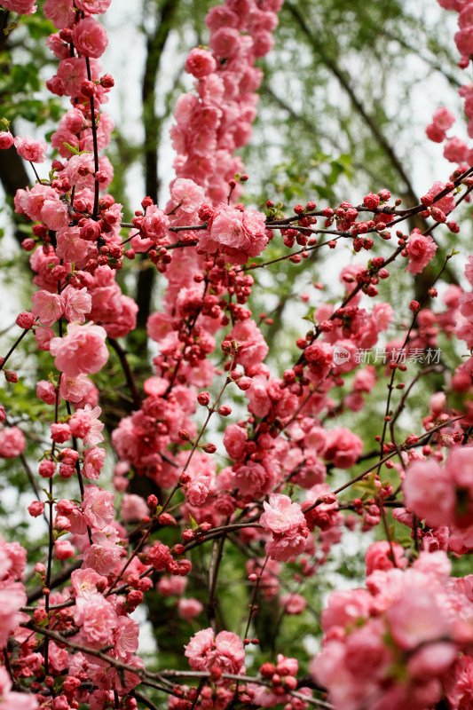 北京四得公园桃花树桃花