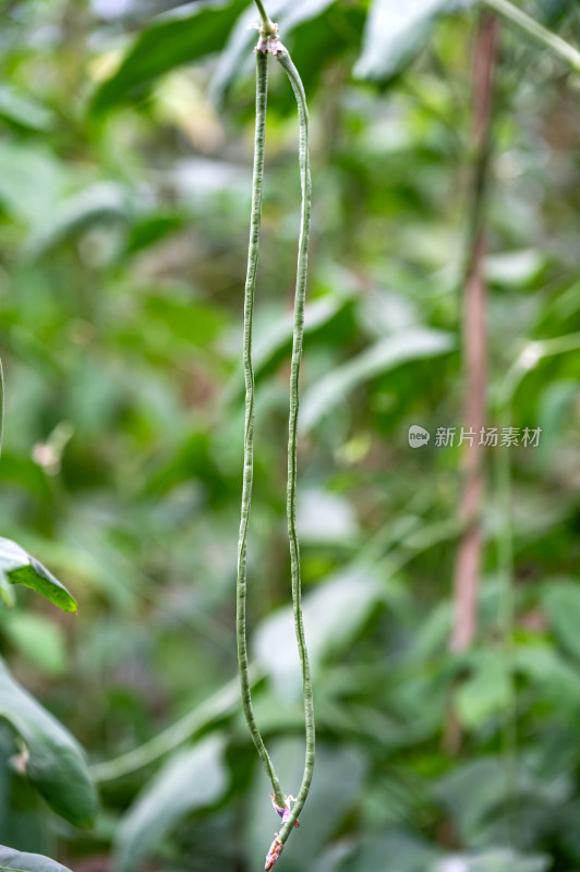 蔬菜大棚里的豇豆长豆角特写镜头