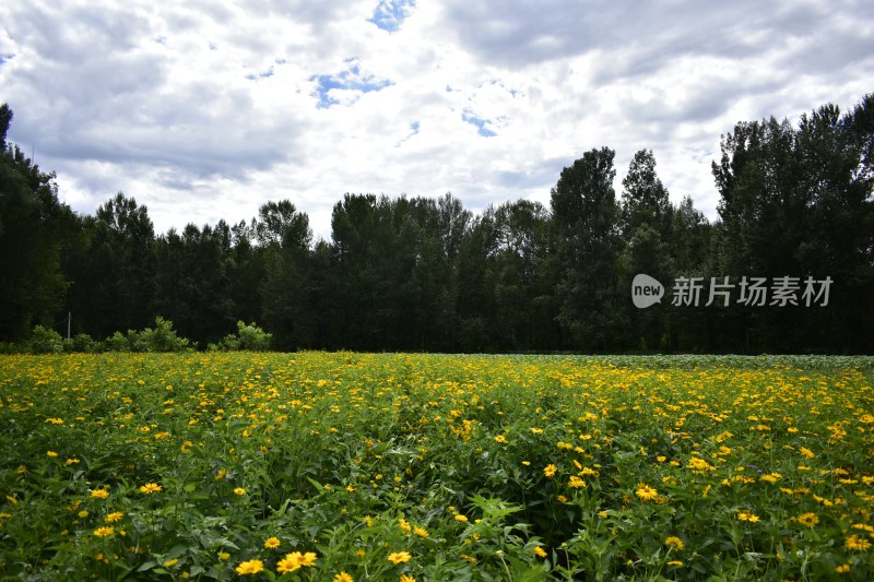 北京花海