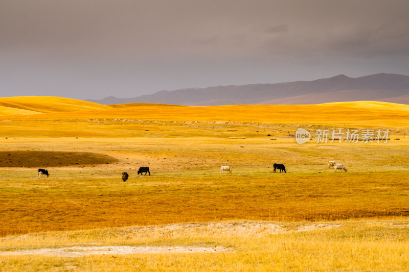 新疆秋天巴音布鲁克金黄色的草原