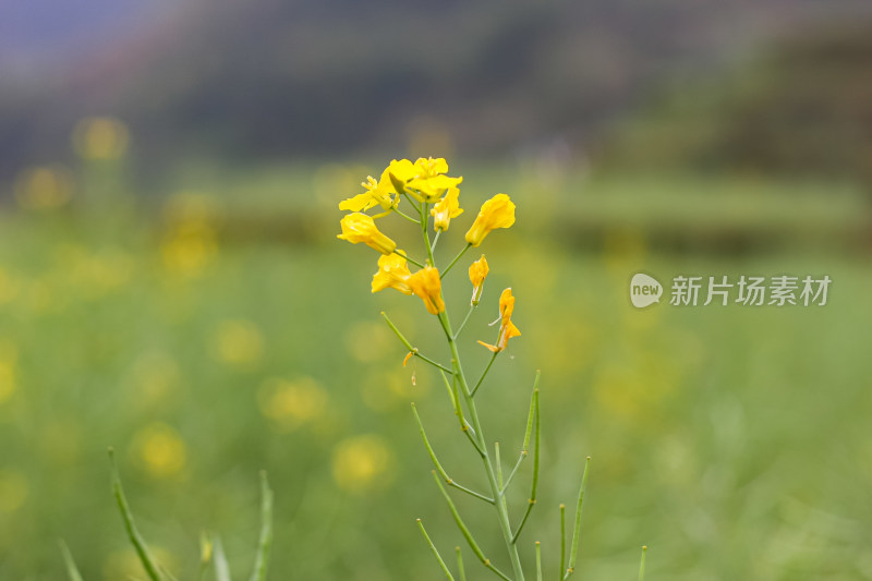 婺源梯田油菜花