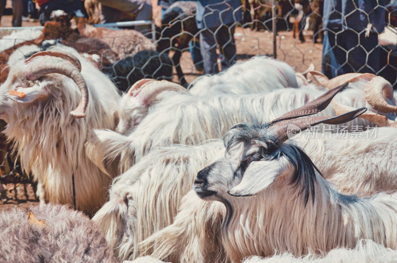 新疆喀什牛羊大巴扎农贸交易市场山羊群