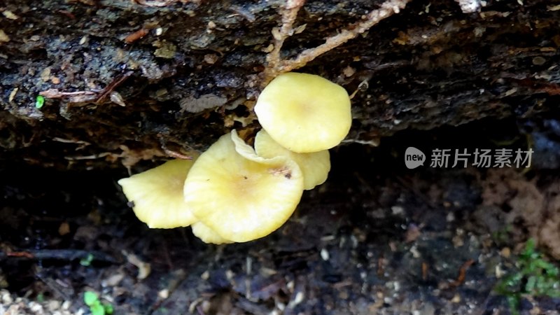 野生菌蘑菇生长环境菌类山菌