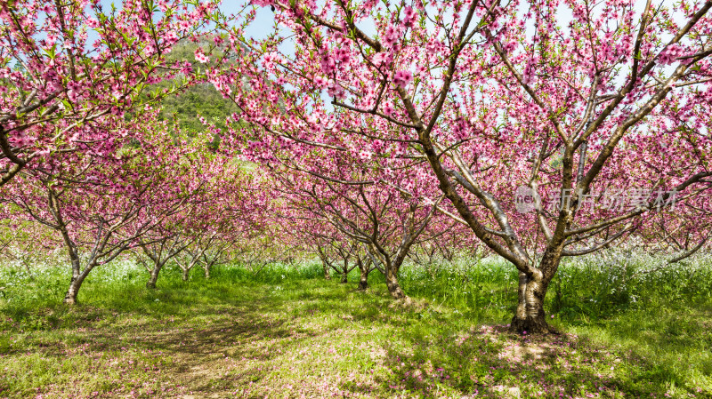 春天阳光下果园里盛开的桃花