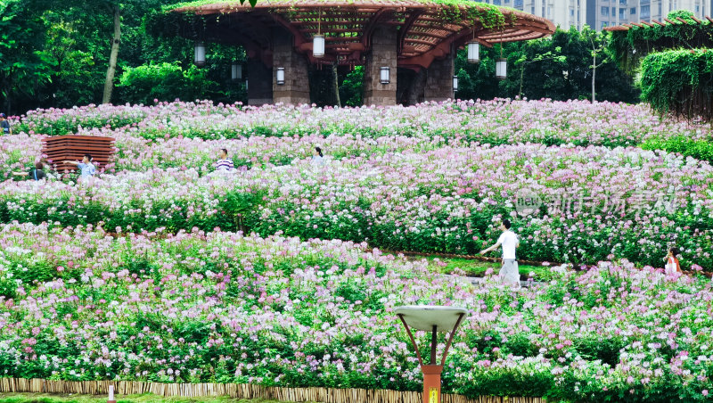 佛山市千灯湖公园醉蝶花花海