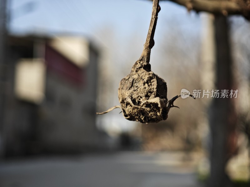 枯萎的植物特写展现生命的凋零