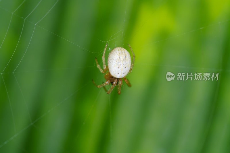 蜘蛛网中央的蜘蛛特写