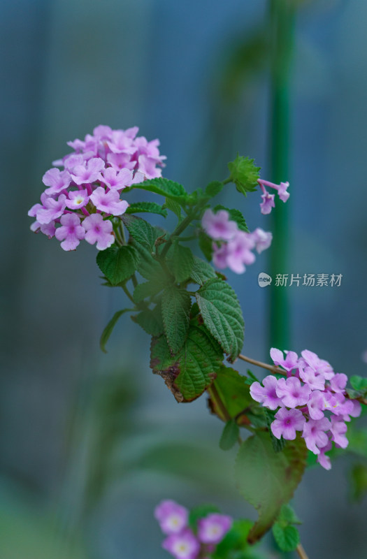 花园粉红色紫花马樱丹花朵