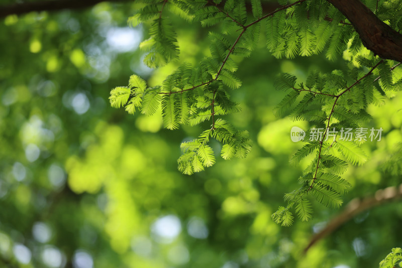 阳光透过水杉的清新自然画面