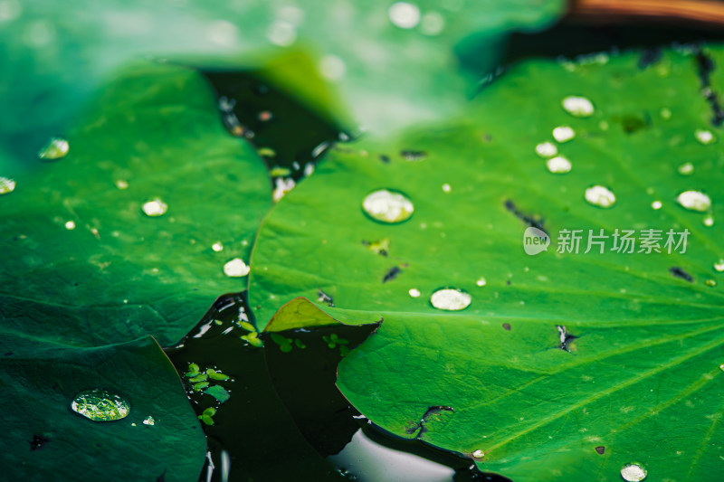 雨后荷叶上的露水珠