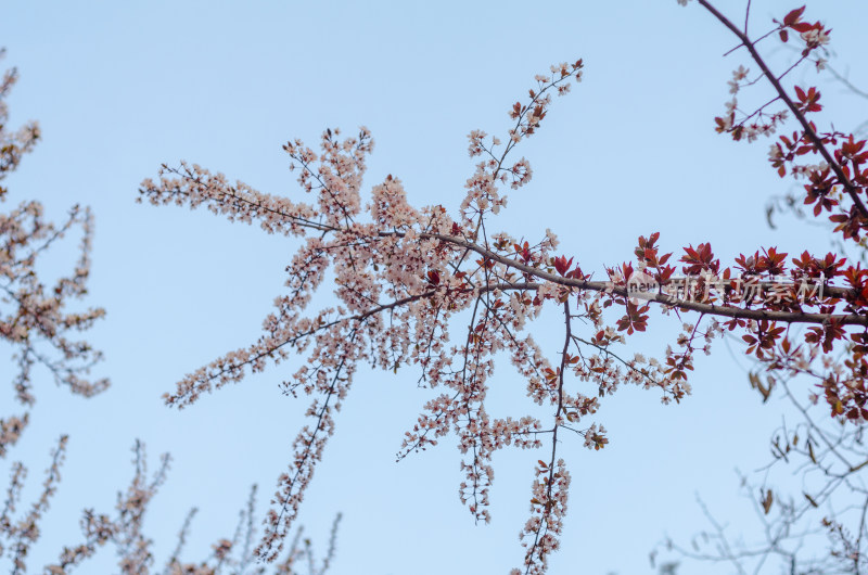 春天的樱花枝