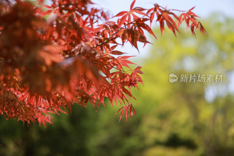 春天的红色枫叶特写