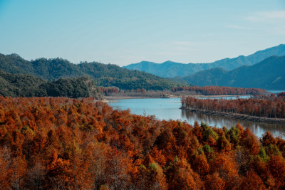 山林间色彩斑斓的红杉林秋景