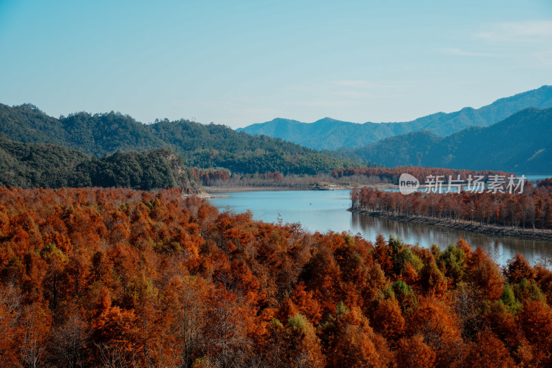 山林间色彩斑斓的红杉林秋景