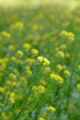 厦门园博苑的油菜花