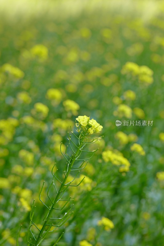 厦门园博苑的油菜花