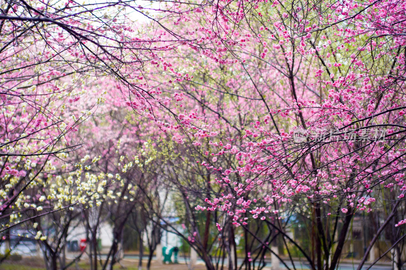 粉白梅花盛开