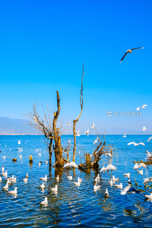 云南大理洱海湖泊枯树与海鸥飞鸟
