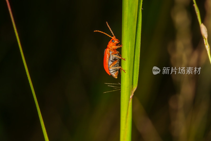 红甲虫与绿叶