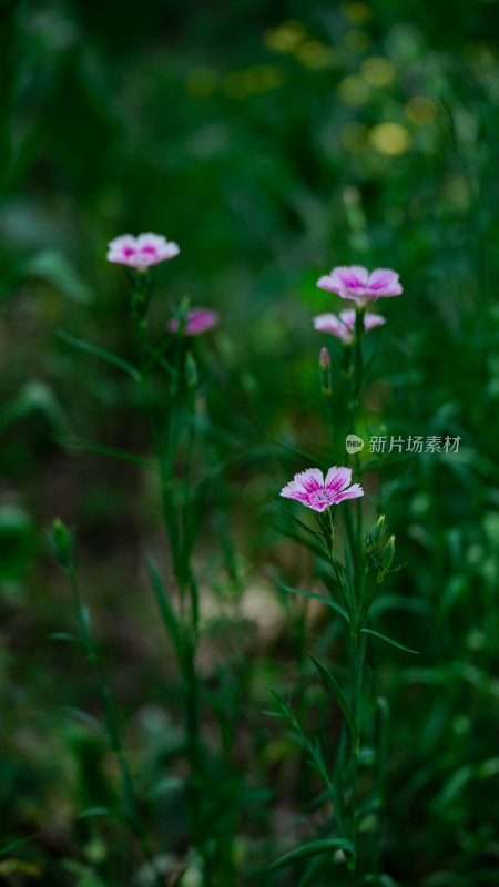 植物素材——石竹